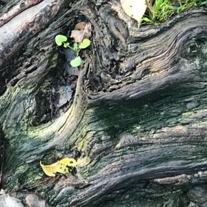 Meet your Posher, Rosanna